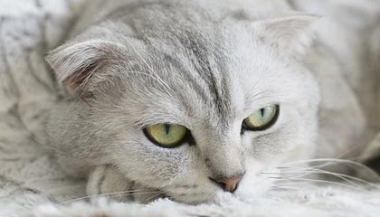 80万的009光辉 在姚明面前像老头乐 2米29巨人坐进去很费劲