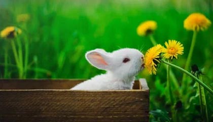 80万的009光辉 在姚明面前像老头乐 2米29巨人坐进去很费劲